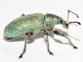 Phyllobius pomaceus